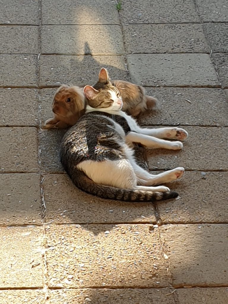 Leo & Odin