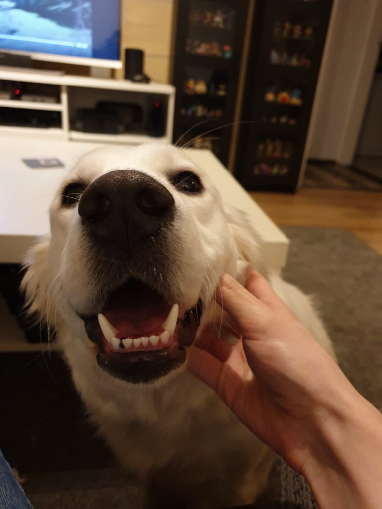 Zelda